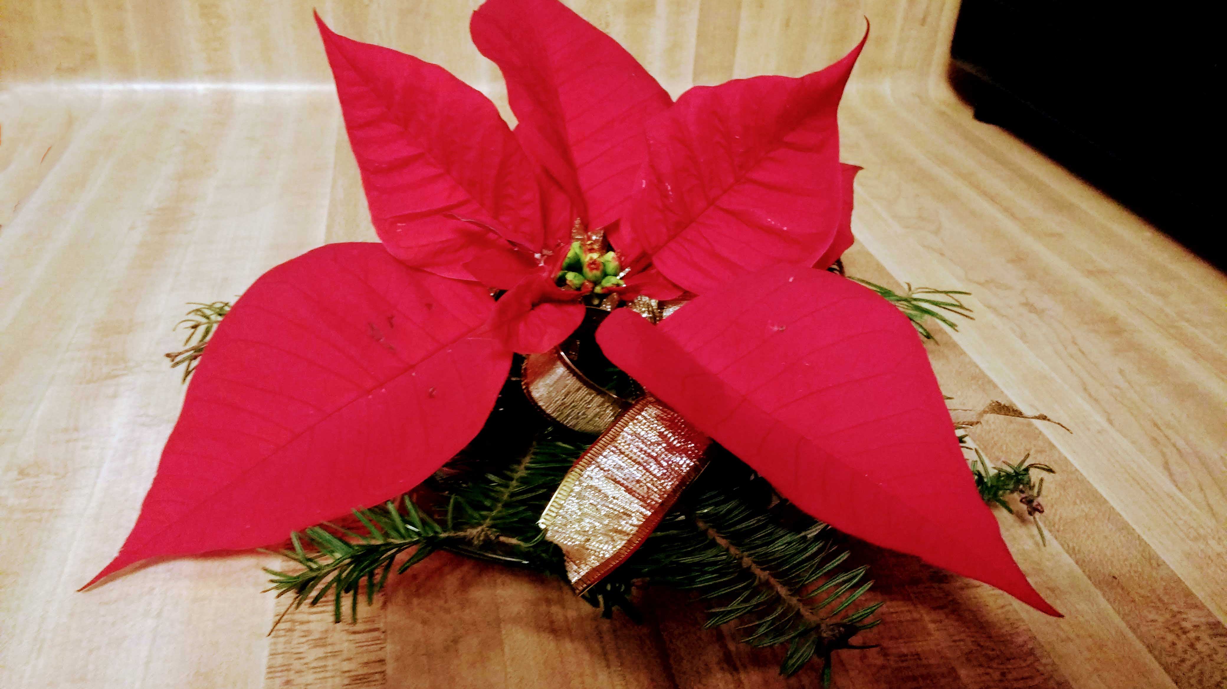 floating poinsettia